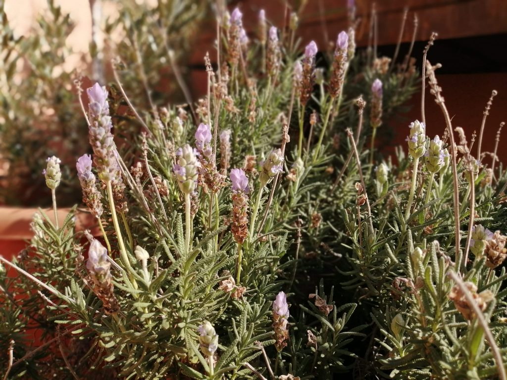 Plantas medicinales